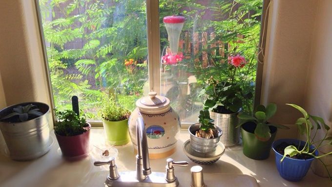 20 Tips To Make Indoor Gardening Successful  LifeDaily