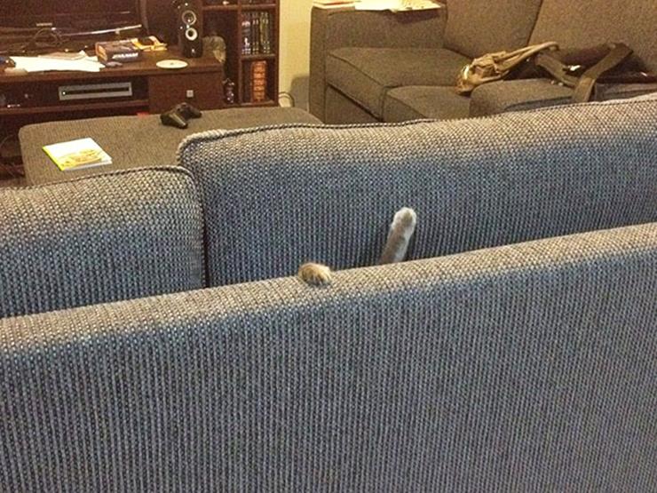 Cat stuck in sofa