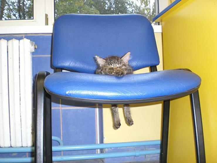 Kitten on Chair