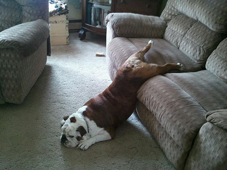 Dog half way off sofa