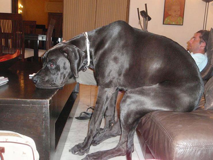 Large dog sitting on couch