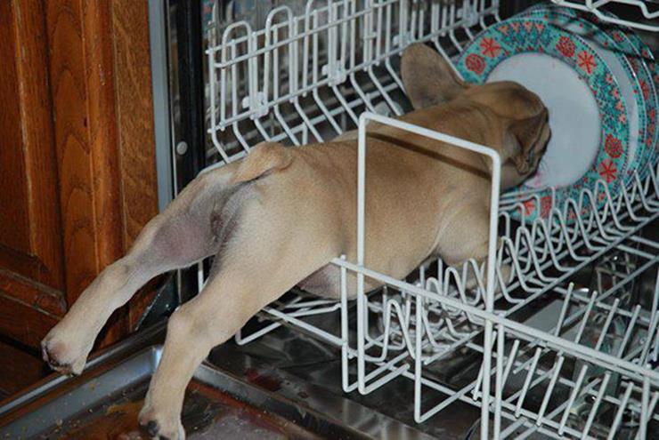 Puppy stuck in dish washer