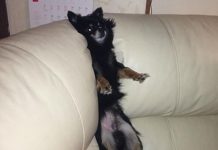 Silly Dog Stuck in Furniture