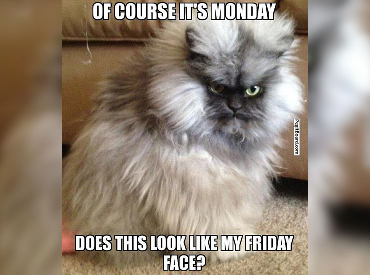 Monday Meme